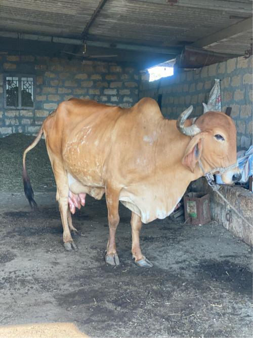 ગાય વેચવાની છે