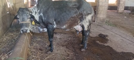 थंबनेल 2