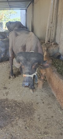 थंबनेल 3