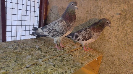 થંબનેલ 2