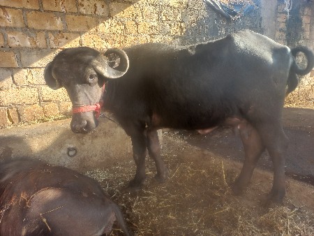 ભેસ વેસવાની છે