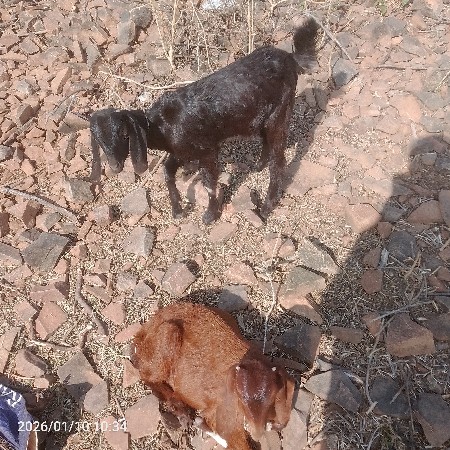 થંબનેલ 2