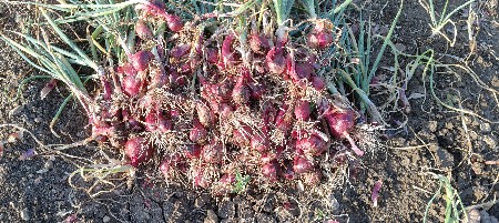 લાલ ડુંગળી