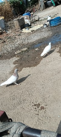 थंबनेल 3