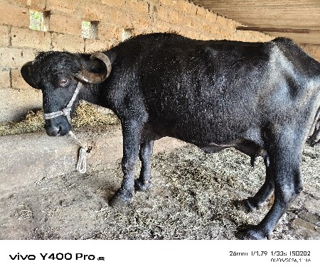 थंबनेल 3