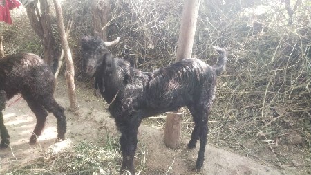 બે બકરા વેચવાના સે