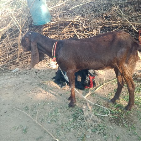 थंबनेल 3