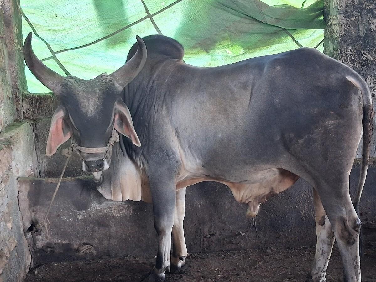 બળદ વેચવાનો છે