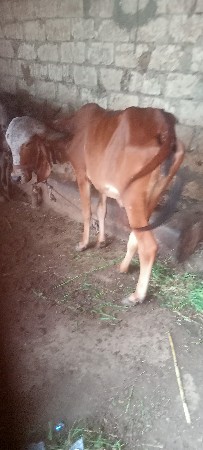 थंबनेल 2