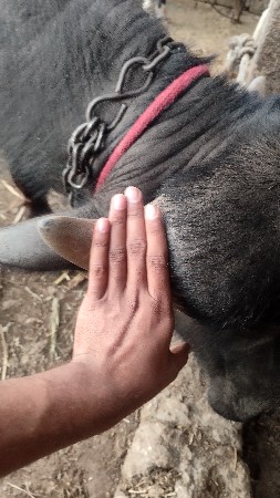 જાફરાબાદી પાડી વેશવાની છે.