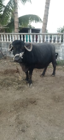 ભેંસ વેચવાની છે