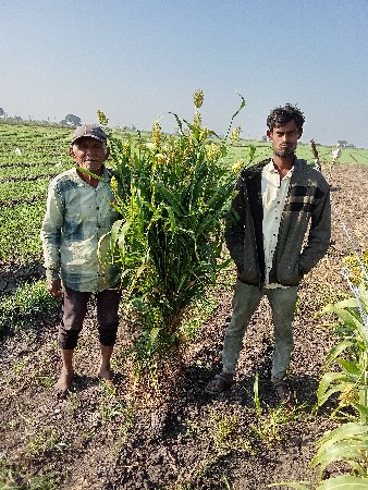 જુવાર ની નીણ વેચવાની છે