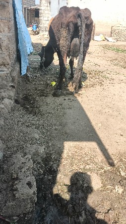 પેલું વેતર ગાય વેચવાની છે