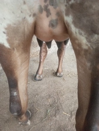 લિલડી ઓડકી વેસવાની સે