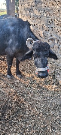 ભેંસ વેચવાની છે