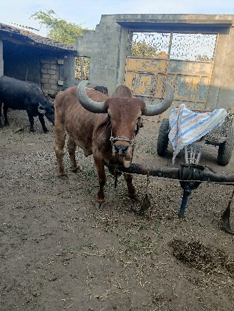 थंबनेल 2