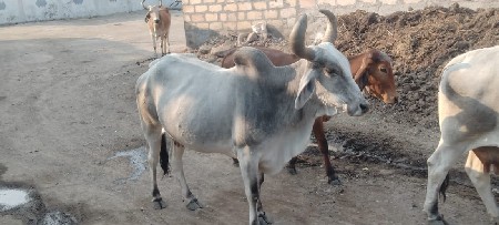 थंबनेल 3