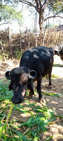 બીજું વેતર 1મહીનાની કાશી