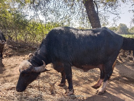 थंबनेल 2