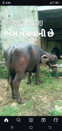 ભેંસ લેવાની છેવિગત વાંચીને ફોન કરવો