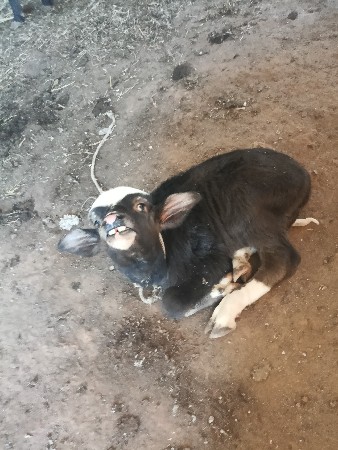 આપાડુવેશવા