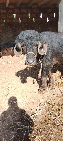 ખડલીયો પાડો વેચવાનો છે