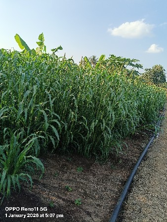 ગાભેપોડે નો સારો બાજરો વેચવાનો છે