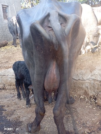 थंबनेल 2