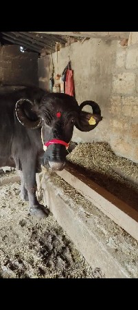 ત્રીજું વેતર છે