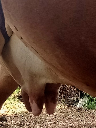 નાથાભાઈ