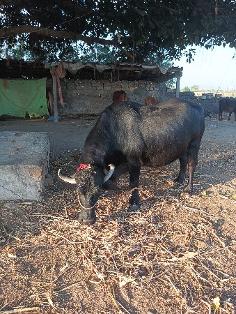 આ ભેંસ વેચવાની છે