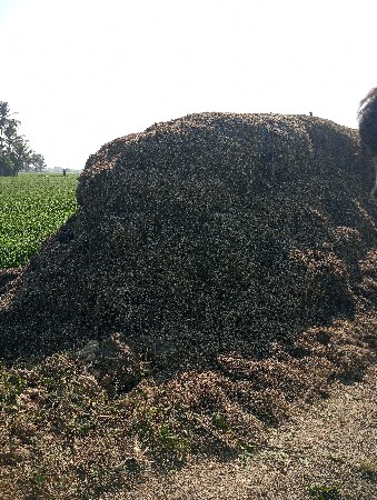 માડવીનો પાલો વેચવાનો