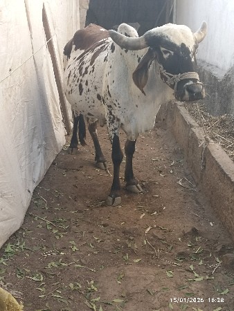 ગાય વેચવાની છે બીજું વેતર છે