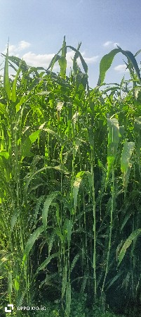 જુવાર નો લીલો સારો