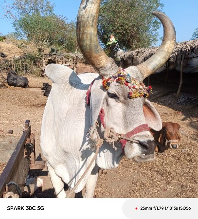 બળદ વેચવાનો છે