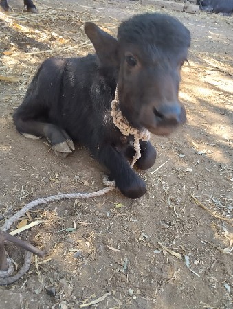 थंबनेल 3