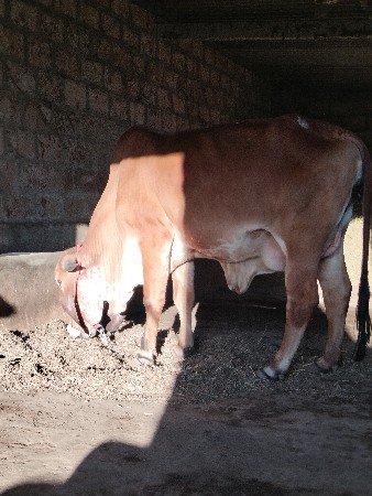 थंबनेल 1