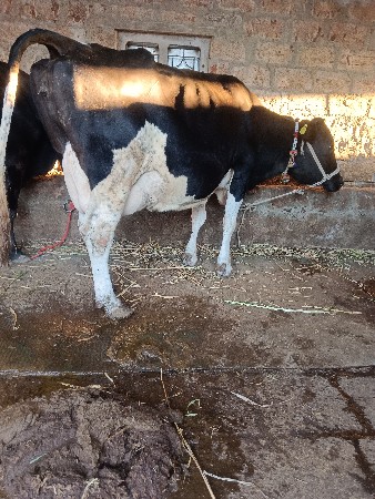 HF ગિર ક્રોસ