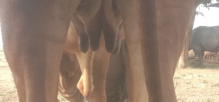 ગાય વેસવાનિસે