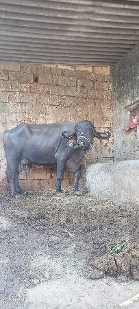 ભેંસ વેચવાની છે 18 દીવસની વીયાણેલ