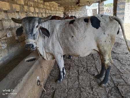 ગાય વેચવાની છે