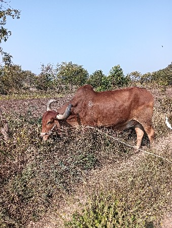 थंबनेल 3