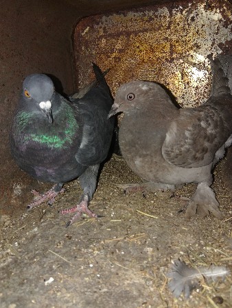 थंबनेल 2