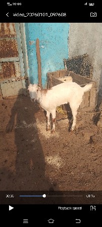 પતિરી વાઈટ