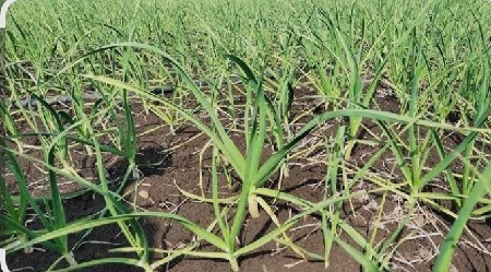 આ જમીન વેચવાની છે