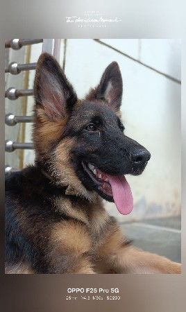 જર્મન શેફર્ડ ડબલ કોટ