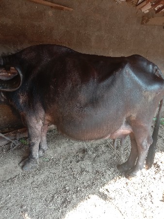 थंबनेल 3