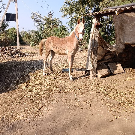 थंबनेल 3