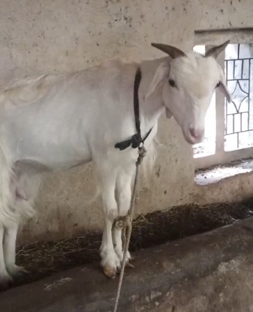 બકરી 🐐 સાંતા પણ હાલસૅ