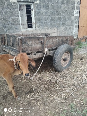 વાછળી વેચવાની છે